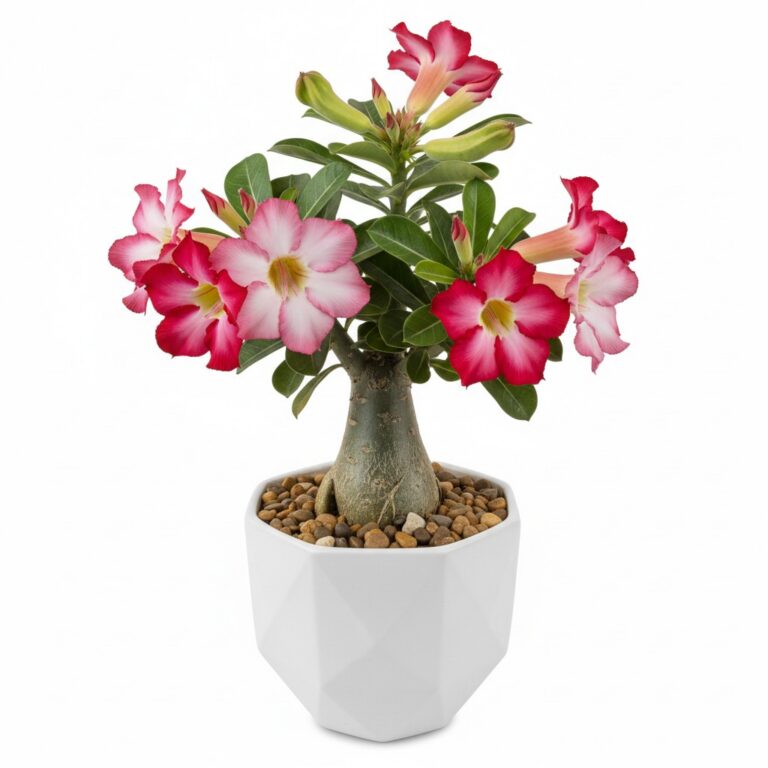 Adenium plant