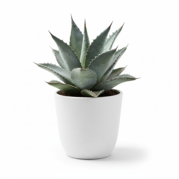 Agave