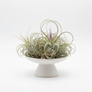 Air Plant