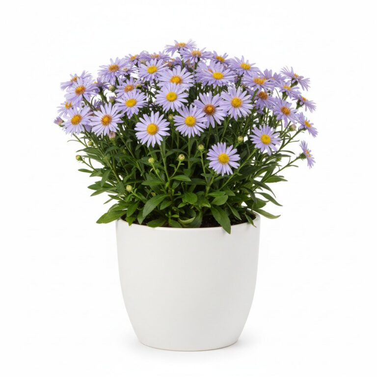 Alpine Aster plant