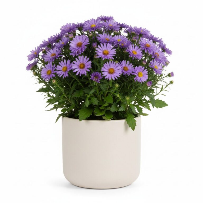 Aster plant