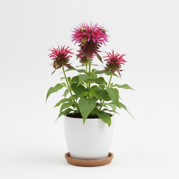 Bee Balm