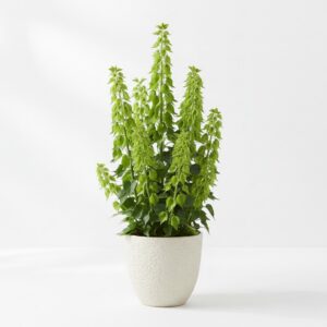 Bells of Ireland plant