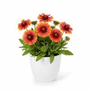 Blanket Flower plant