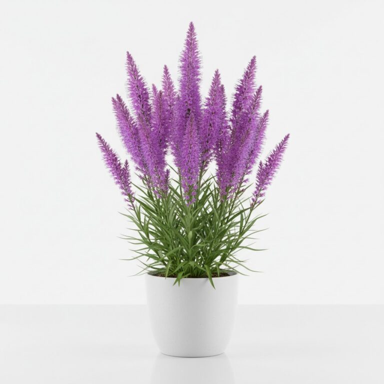 Blazing Star plant