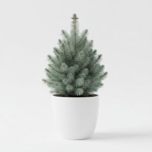 Blue Spruce plant