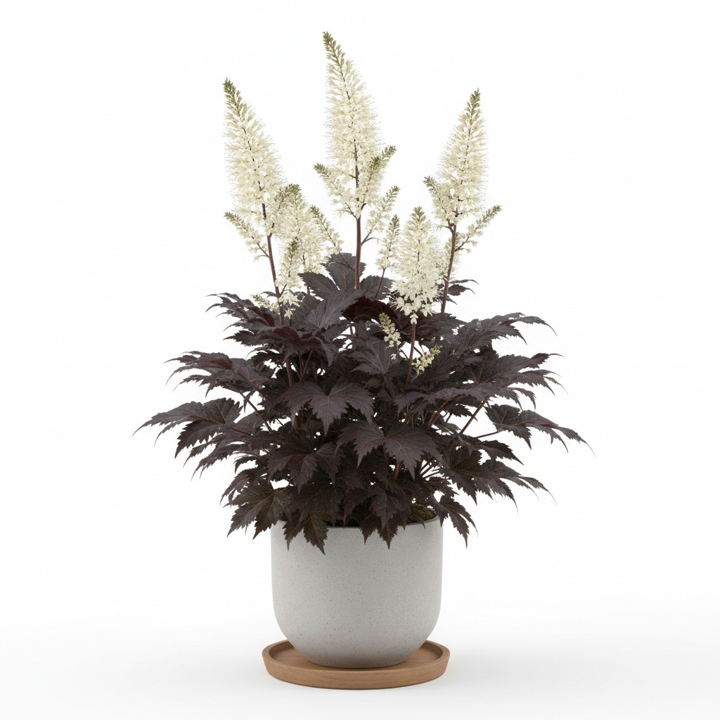 Bugbane - Plant Care Guide