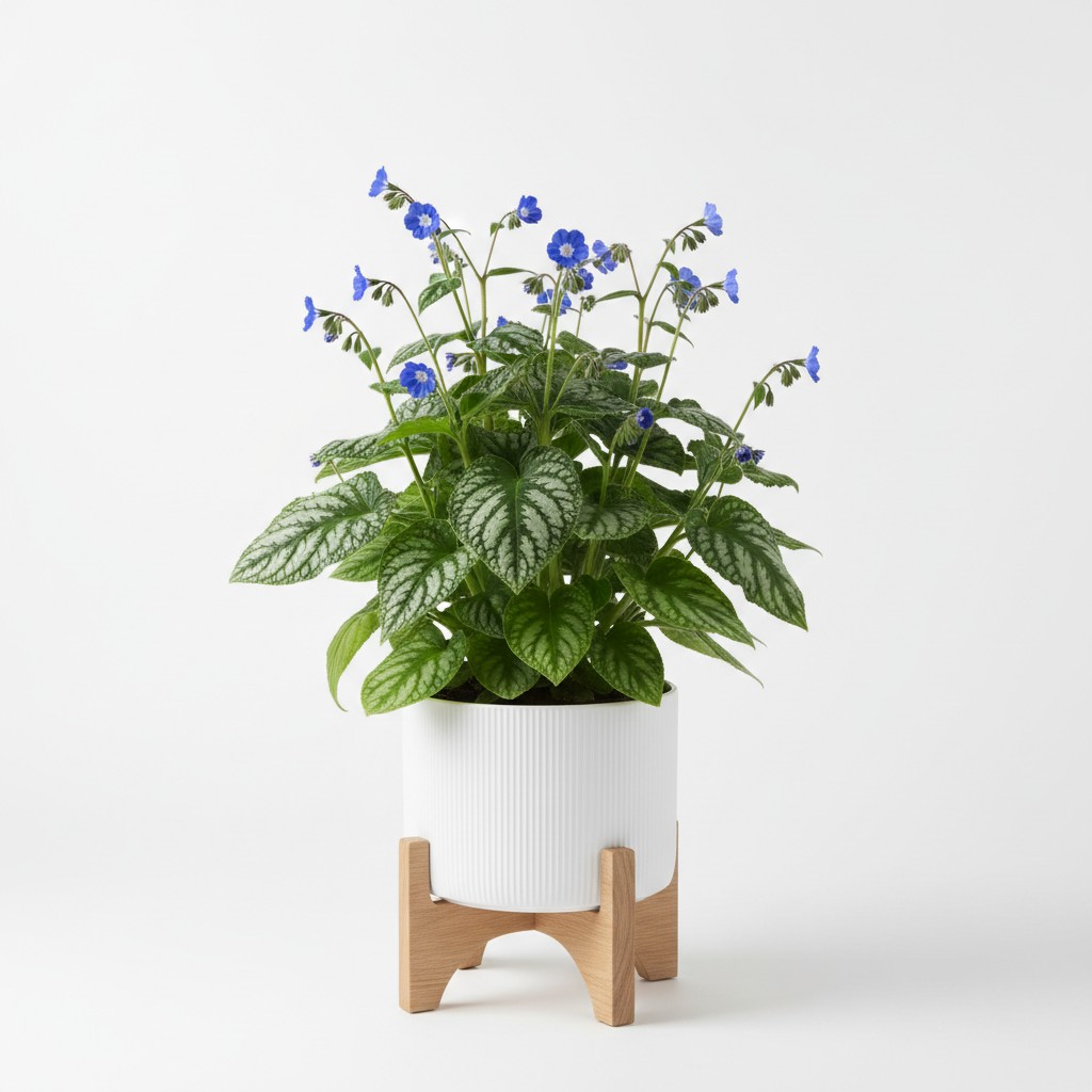 Bugloss - Plant Care Guide