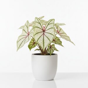 Caladium plant