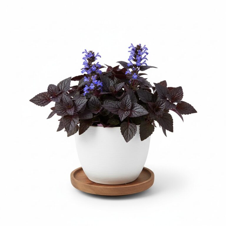 Carpet Bugle plant