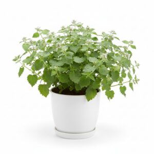 Catnip plant