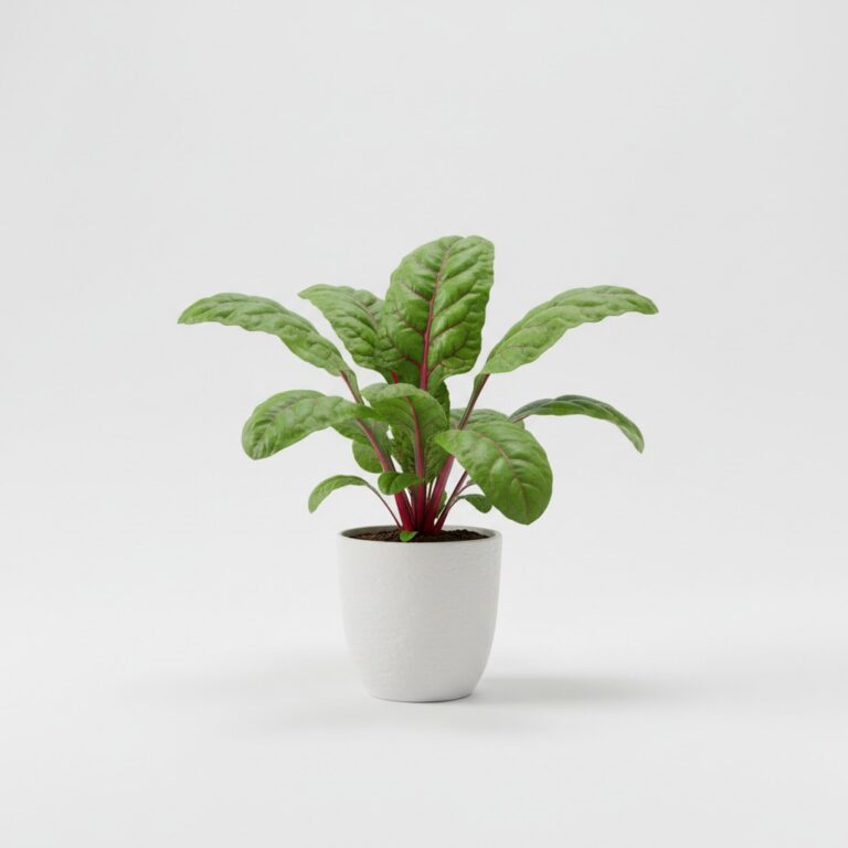 Chard plant
