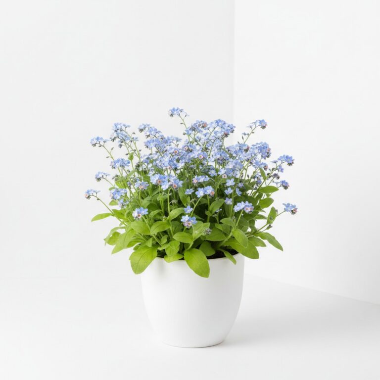 Chinese Forget-Me-Not plant
