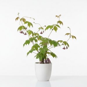 Chocolate Vine plant