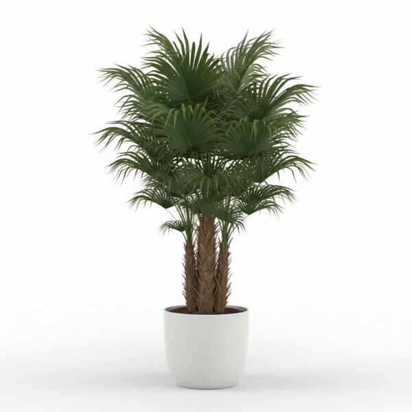 Chusan Palm