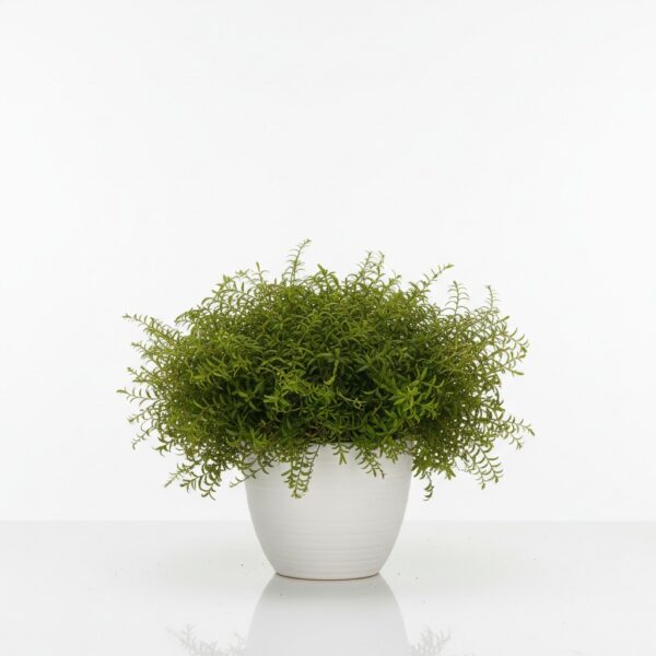 Club Moss