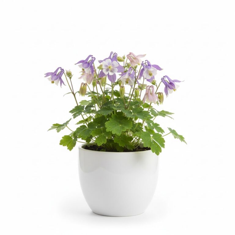 Columbine plant