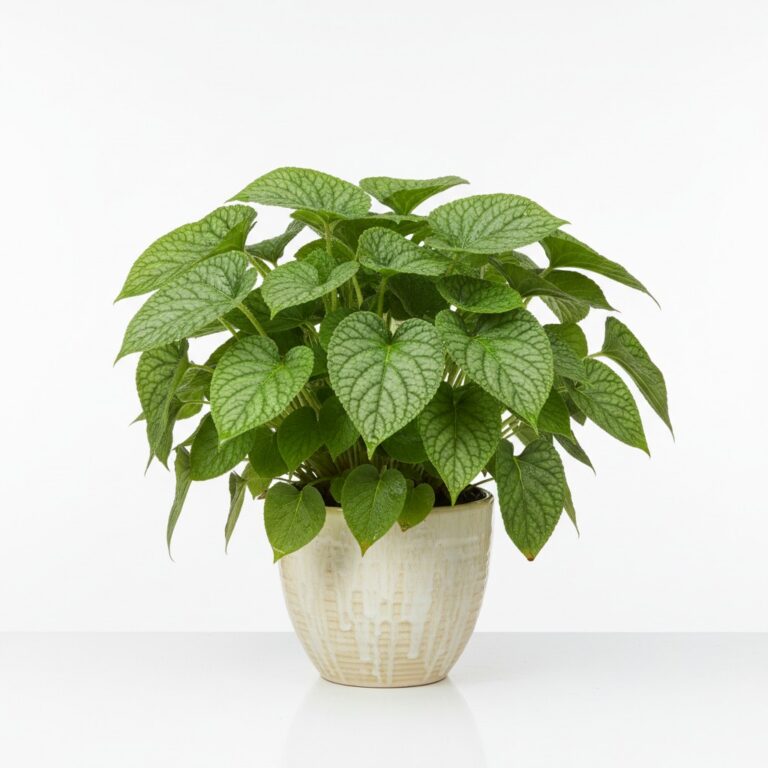 Comfrey plant
