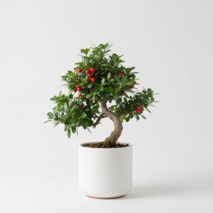 Cotoneaster plant