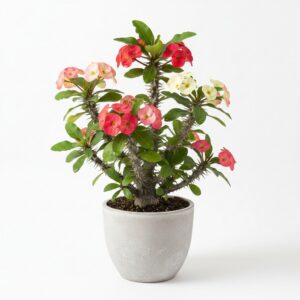 Crown of Thorns plant