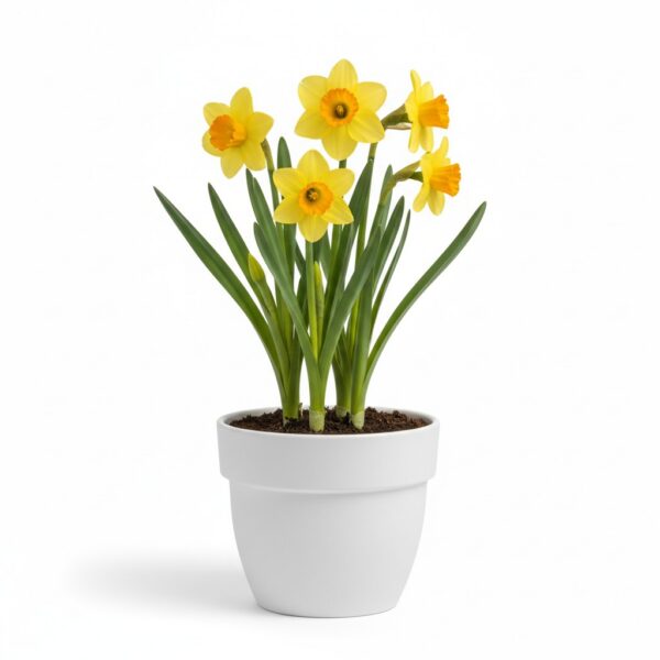 Daffodil