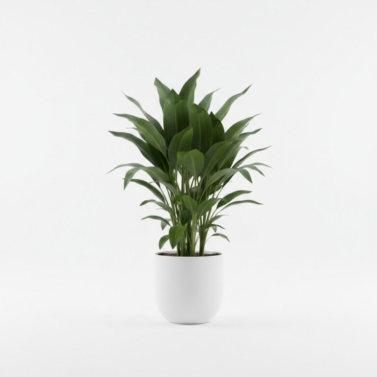 Dracaena plant