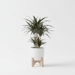 Dracaena Marginata plant