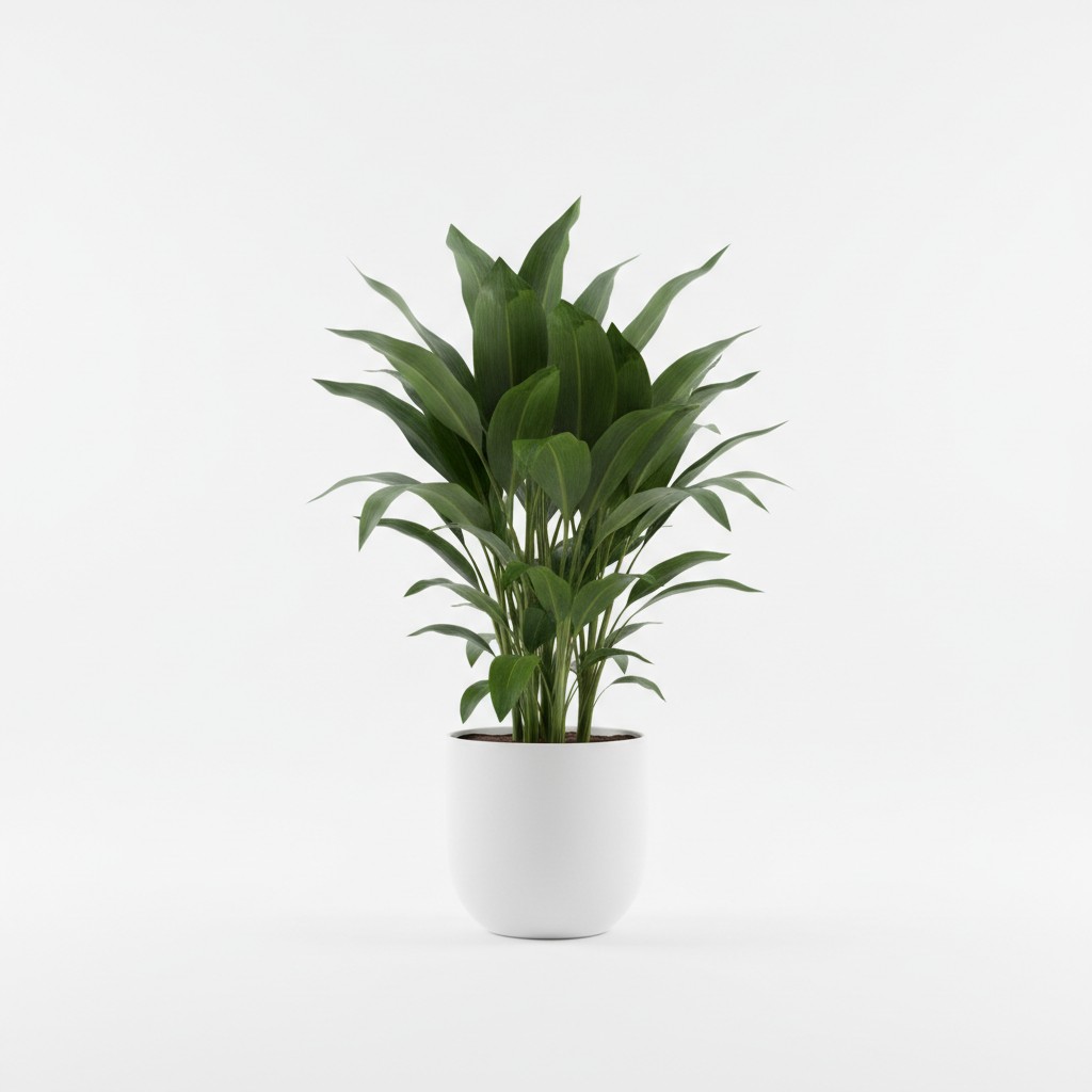 Dracaena - Plant Care Guide