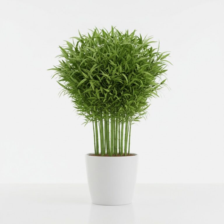 Dwarf Bamboo plant