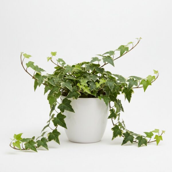 English Ivy