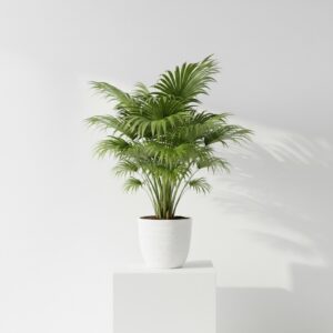 European Fan Palm plant