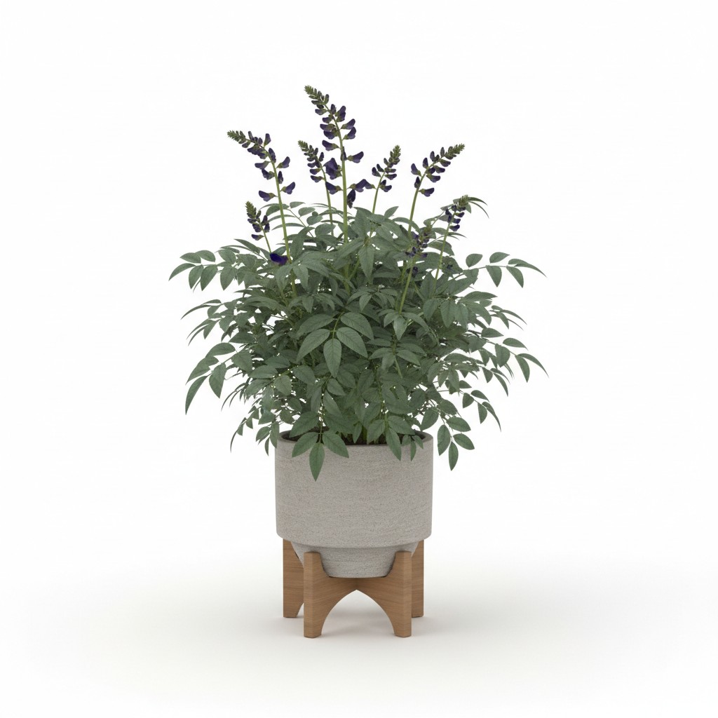 False Indigo - Plant Care Guide