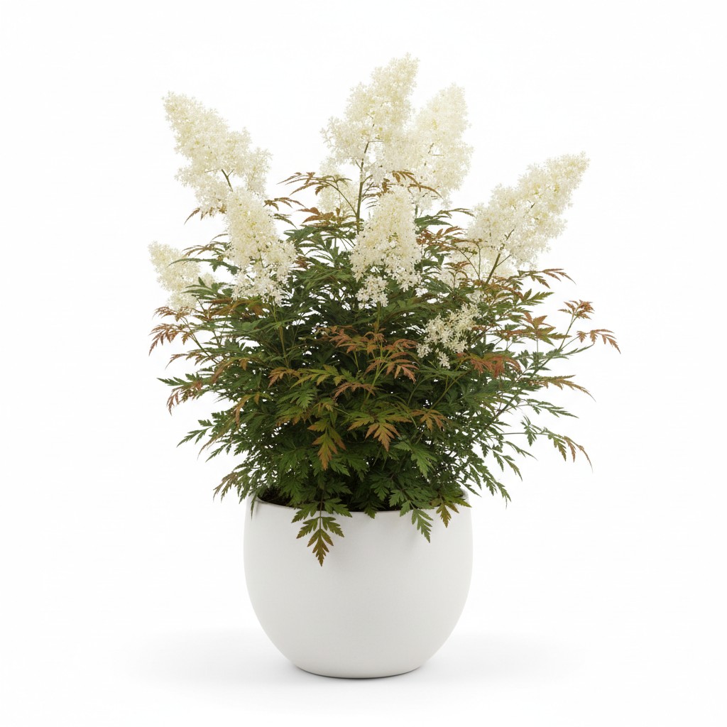 False Spirea - Plant Care Guide