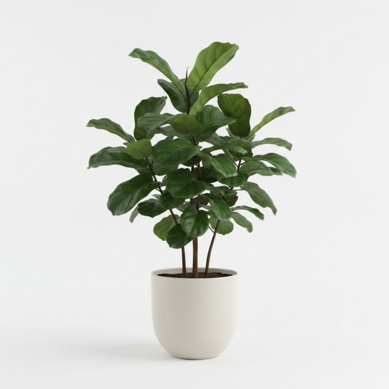 Fiddle Leaf Fig plant