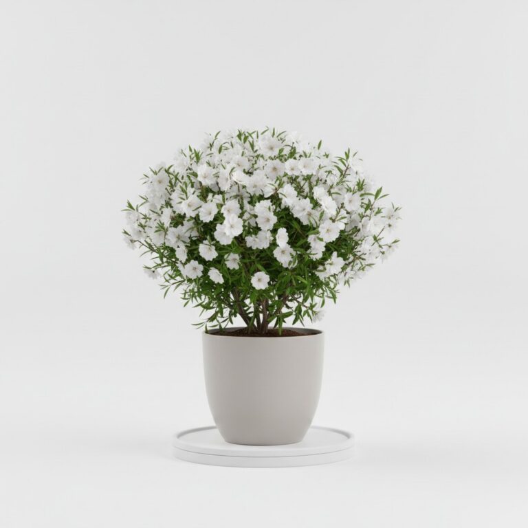 Flowering Almond plant