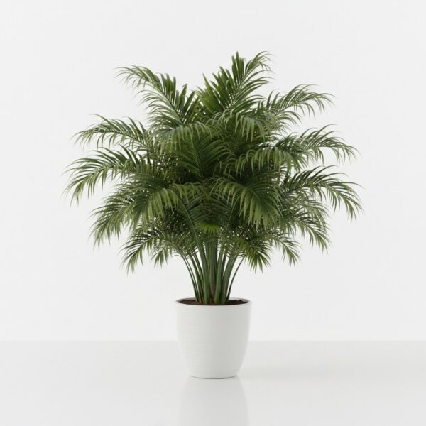 Foxtail Palm