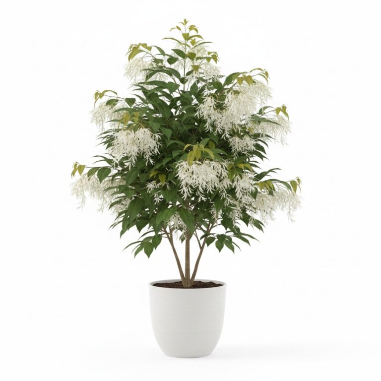 Fringe Tree plant