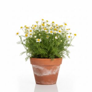 German Chamomile