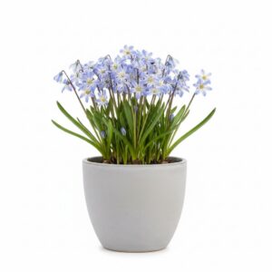 Glory of the Snow plant