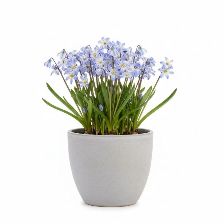 Glory of the Snow plant