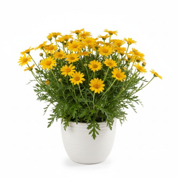 Golden Marguerite