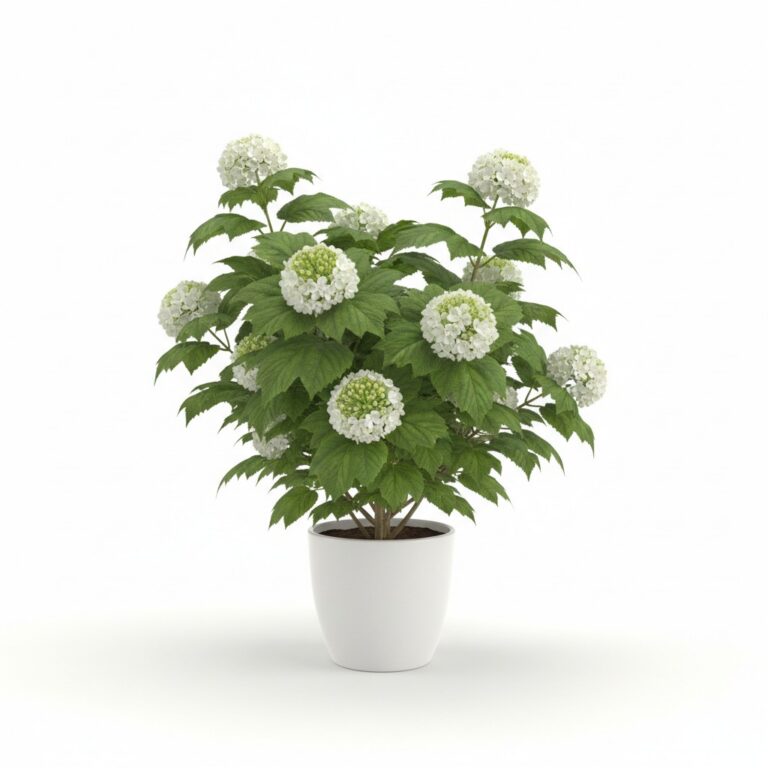 Guelder Rose plant