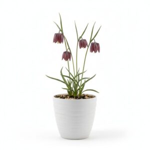 Guinea Hen Flower plant