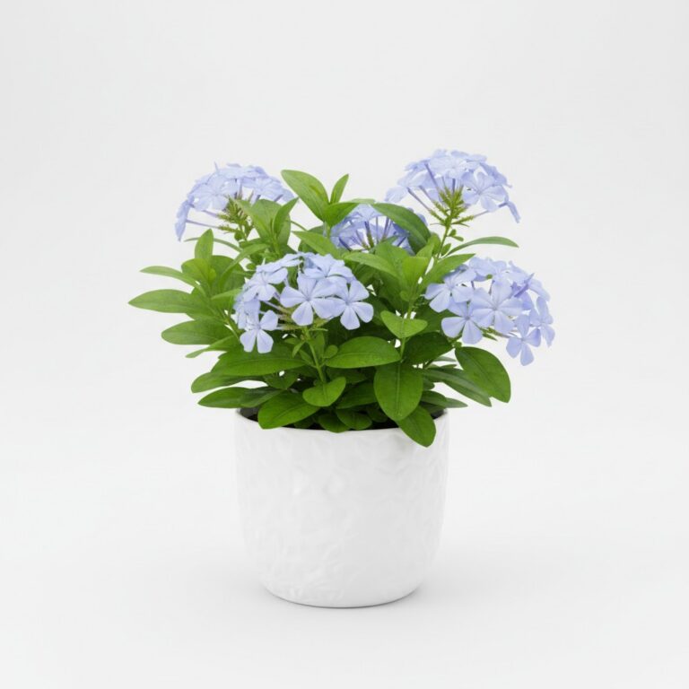 Hardy Plumbago plant