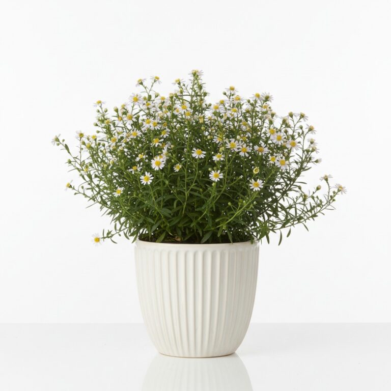 Heath Aster plant