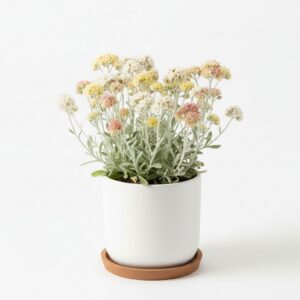 Helichrysum plant