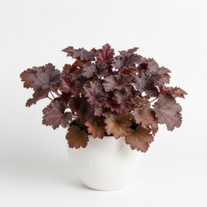 Heuchera