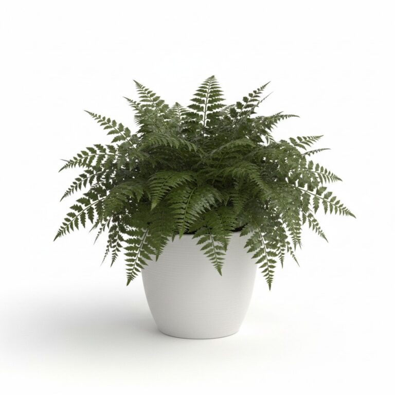 Holly Fern plant