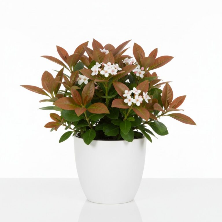 Indian Hawthorn plant