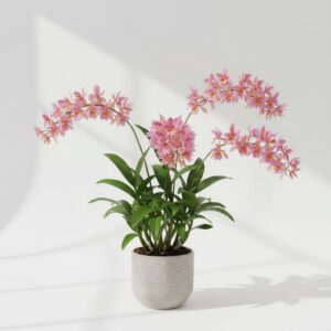 Indian Pink plant